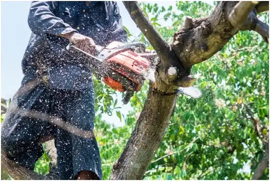 tree services Plymouth